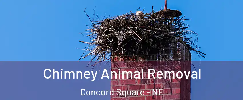 Chimney Animal Removal Concord Square - NE