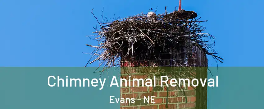 Chimney Animal Removal Evans - NE