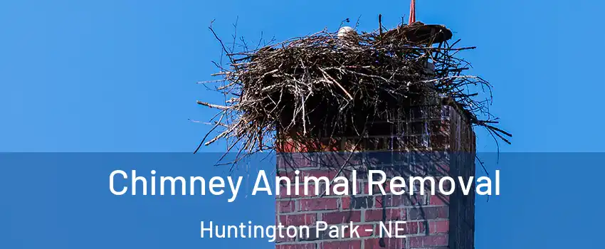 Chimney Animal Removal Huntington Park - NE