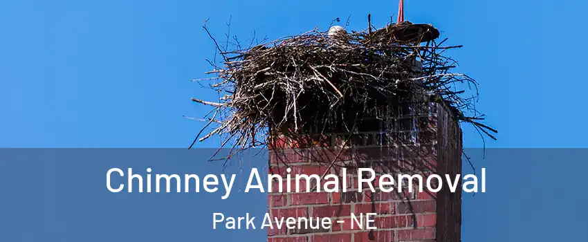 Chimney Animal Removal Park Avenue - NE