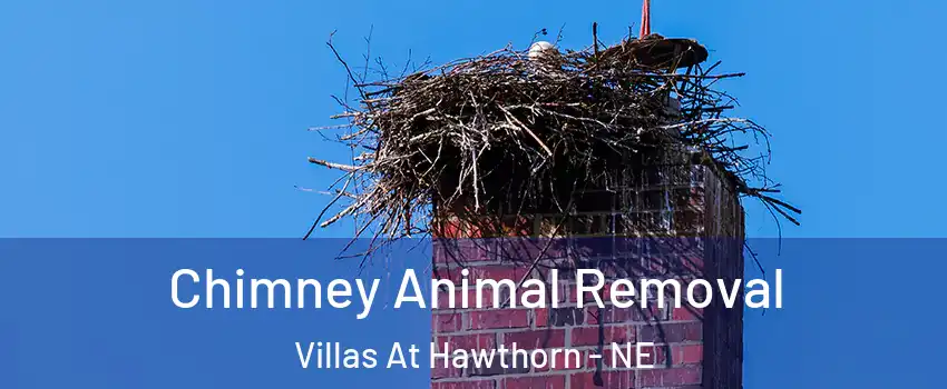 Chimney Animal Removal Villas At Hawthorn - NE