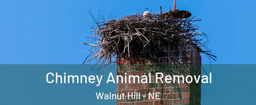 Chimney Animal Removal Walnut Hill - NE